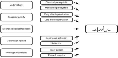 Pathophysiological Mechanisms of Premature Ventricular Complexes